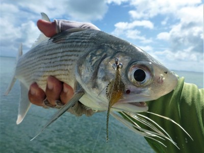 Northern Threadies love em