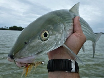 This Bonefish smashed the fly 6 ft from the rod tip !