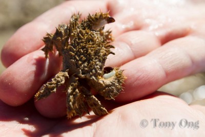 The Fury crab (not official name !), the fence line Ningaloo