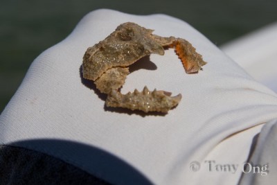 Pebble crab (right way up)
