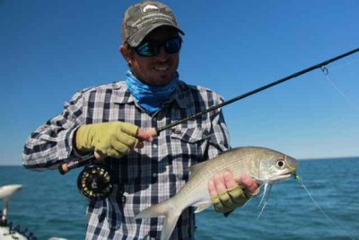 Ash - Northern Threadfin - Doule