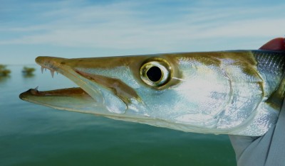 BE OF BARACUDA.jpg