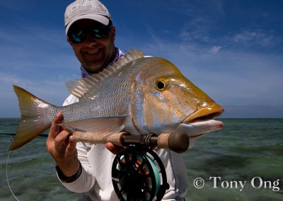 Nice Spangled Emperor