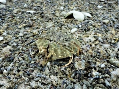 Pebble crab or rock ?