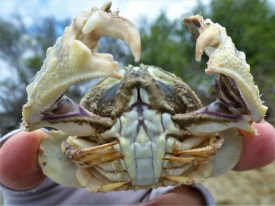 Pebble crab underside