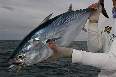 Mack Tuna capture