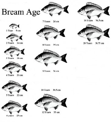 Bream age legend