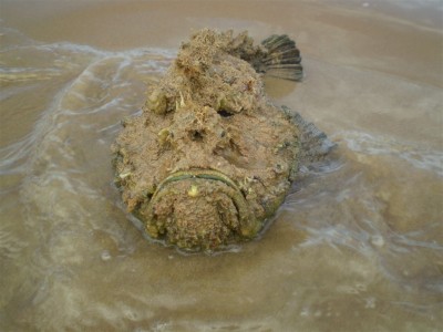 Stone-fish.jpg