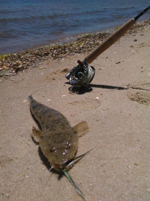 Flathead fly.JPG