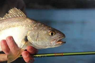 Mulloway close-up.jpg