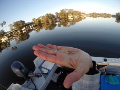 Mulloway Fly.jpg