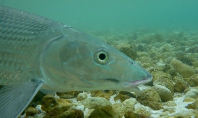 Under water Bonefish